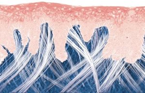 Jaunas ādas struktūras grafiska ilustrācija.